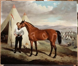 Sir Briggs, hest til Lord Tredegar (1831-1913) av de 17. Lancers, i leiren på Krim 1854, 1856